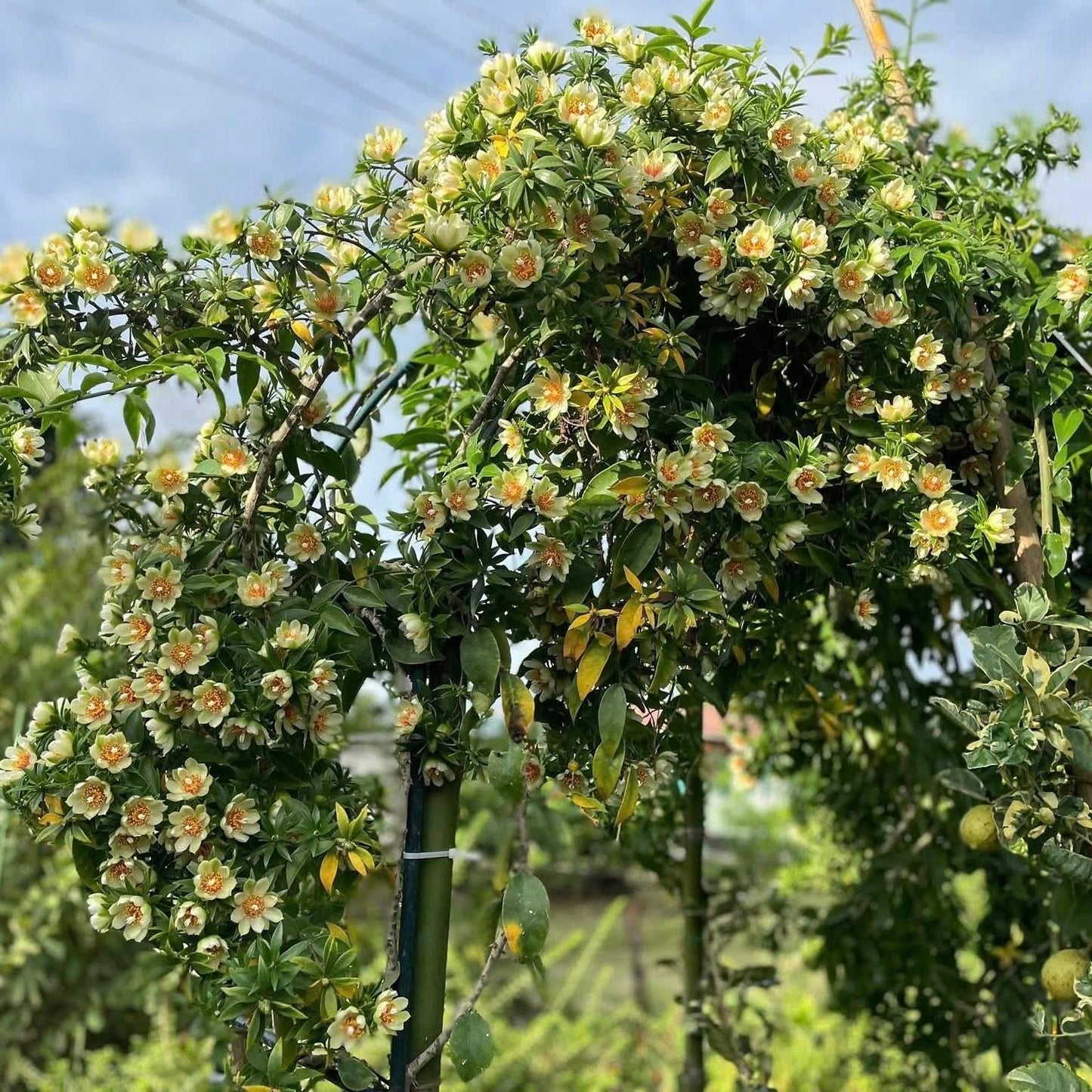 Lemon Vine