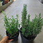 Dentata Lavender