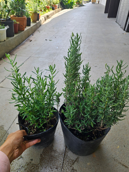 Dentata Lavender