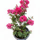Grape Myrtle (Lagerstroemia indica)