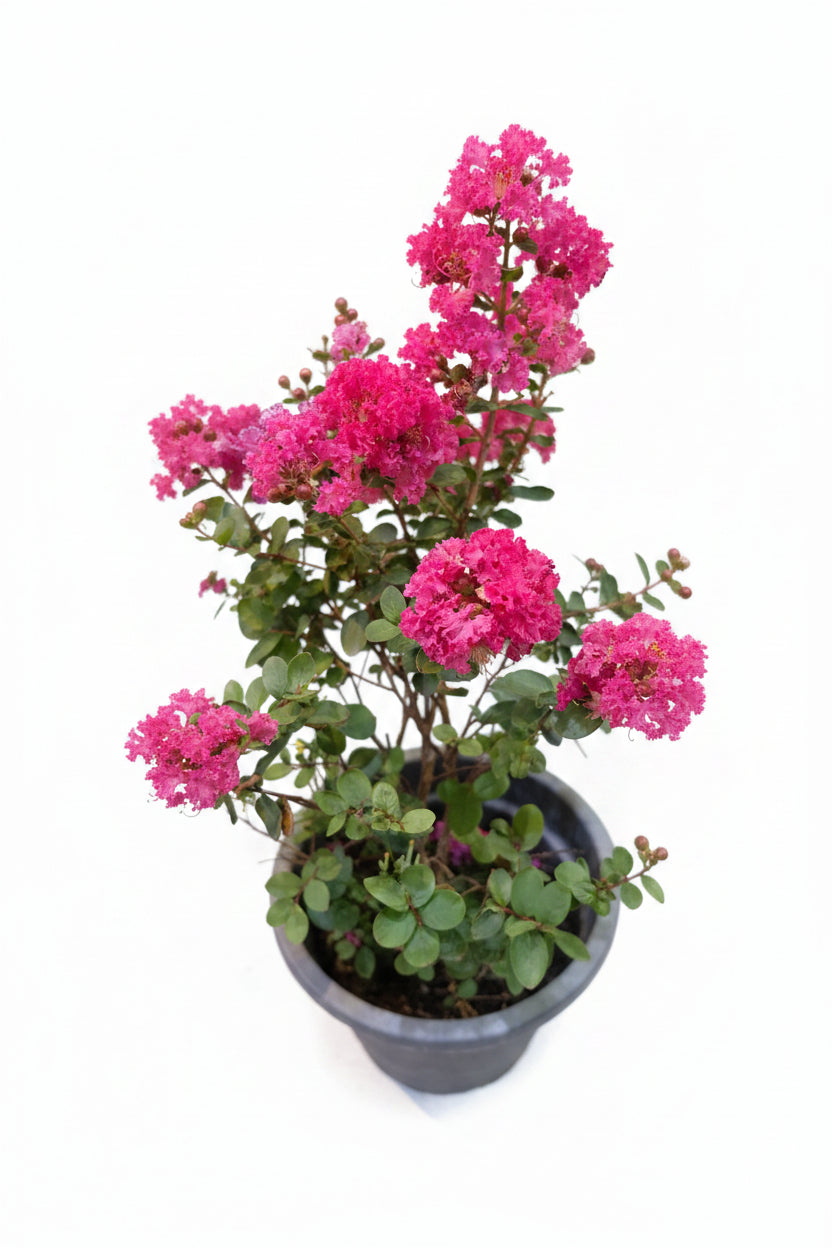 Grape Myrtle (Lagerstroemia indica)