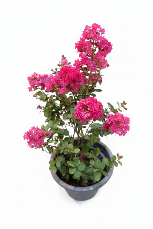 Grape Myrtle (Lagerstroemia indica)