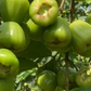 Sugar Green Jambu Soc Trang