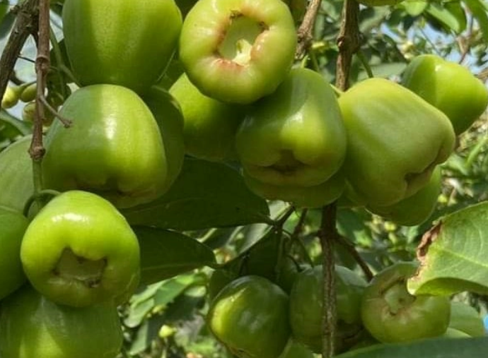 Sugar Green Jambu Soc Trang