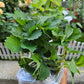 Heat Resistant Sweet Strawberries plant Japanese