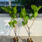 MST Red Jambu