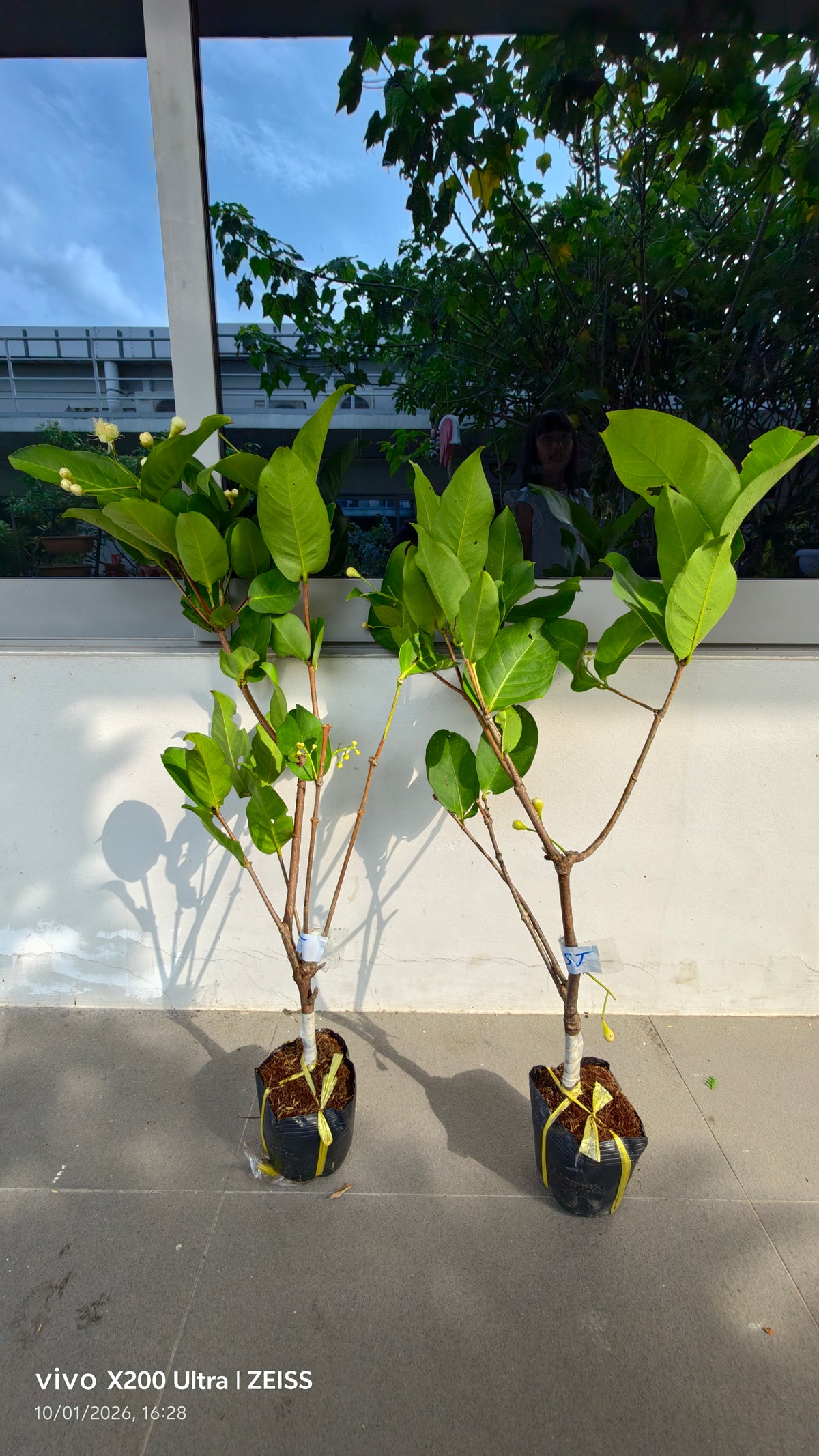 MST Red Jambu