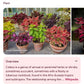 Coleus