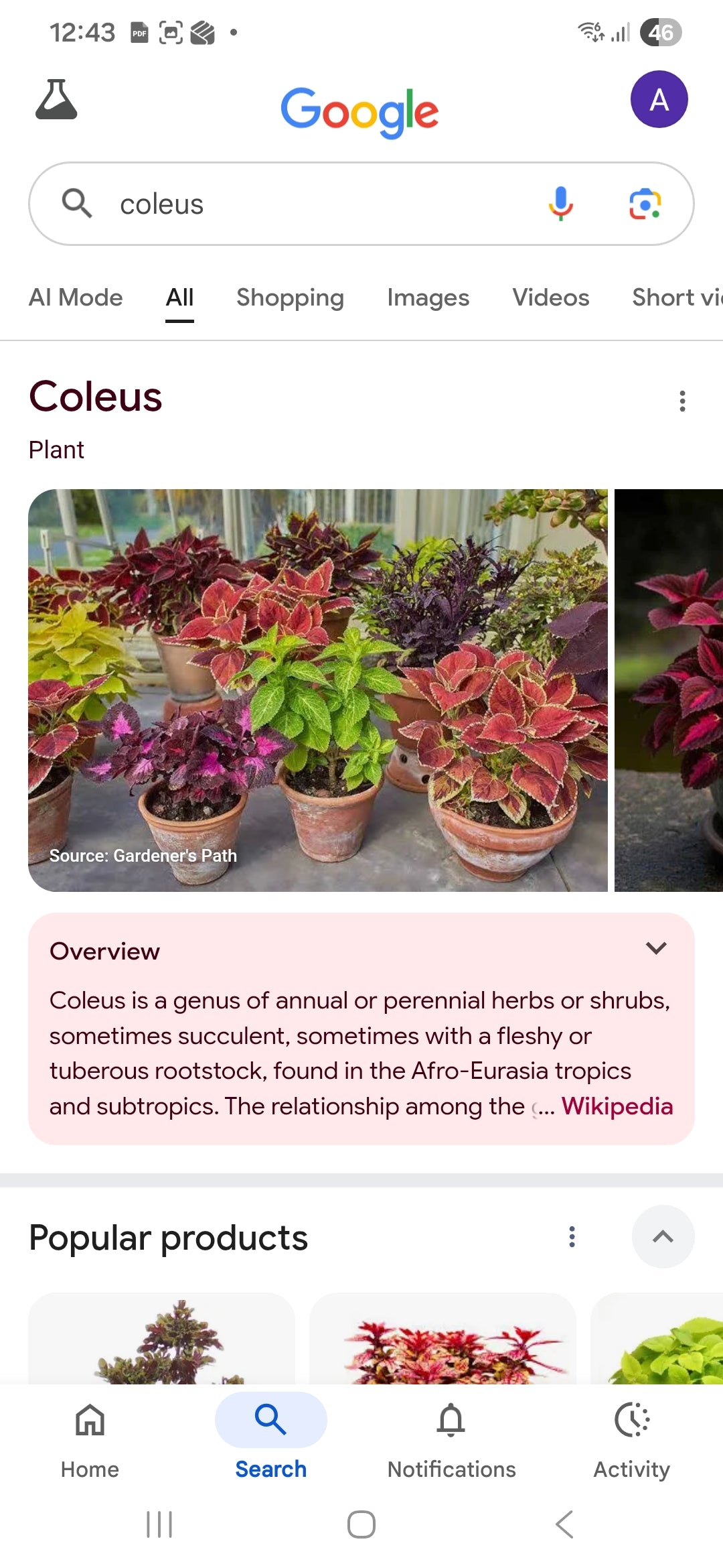 Coleus