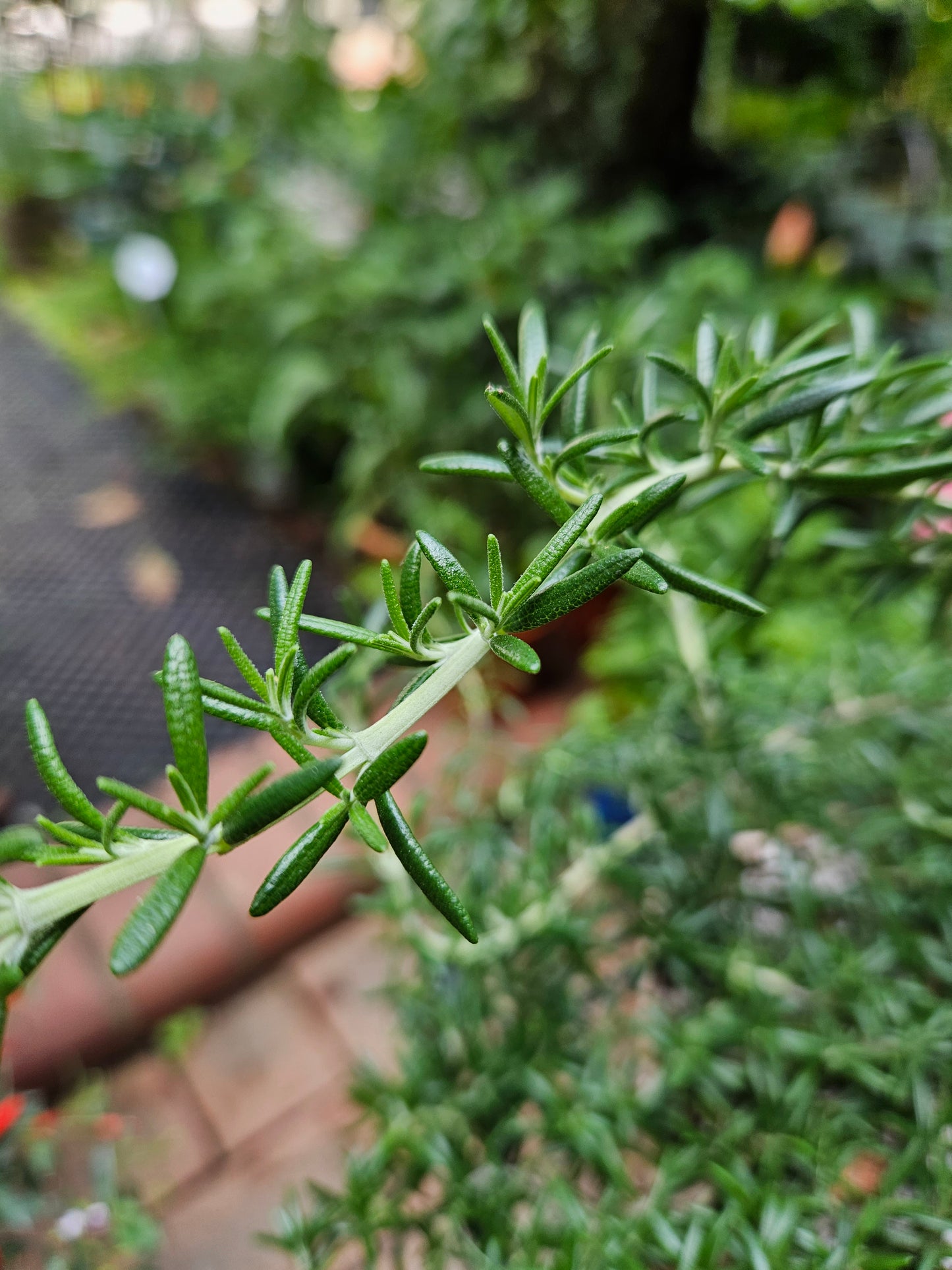 Creeping rosemary