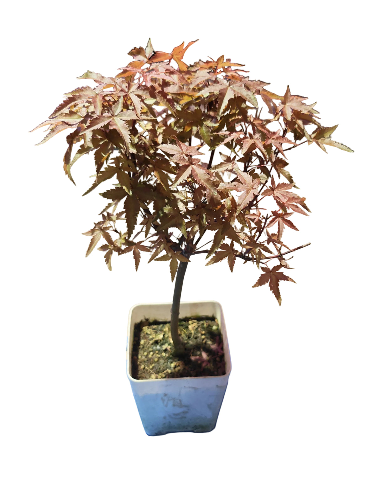 Japan Maple Bonsai