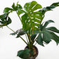 Monstera