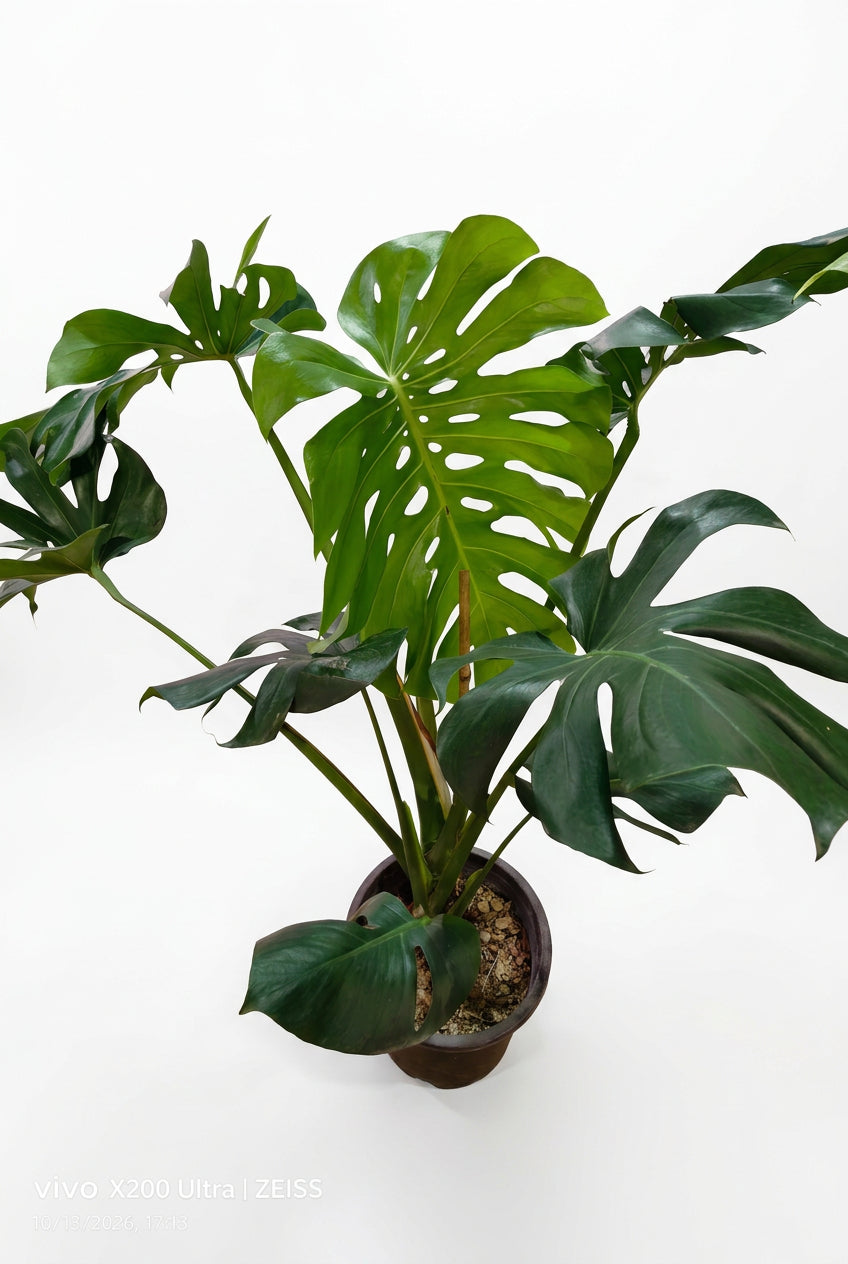 Monstera