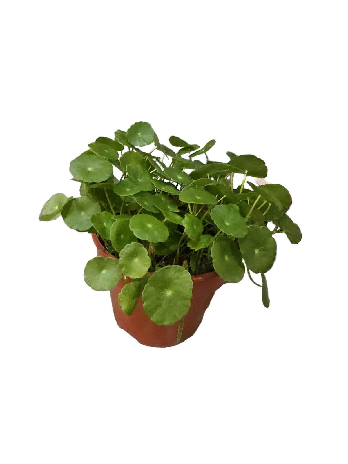 Japanese Pennywort