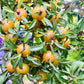 Lemon Vine