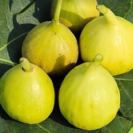 Jinaofen Fig