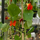 Nasturtium