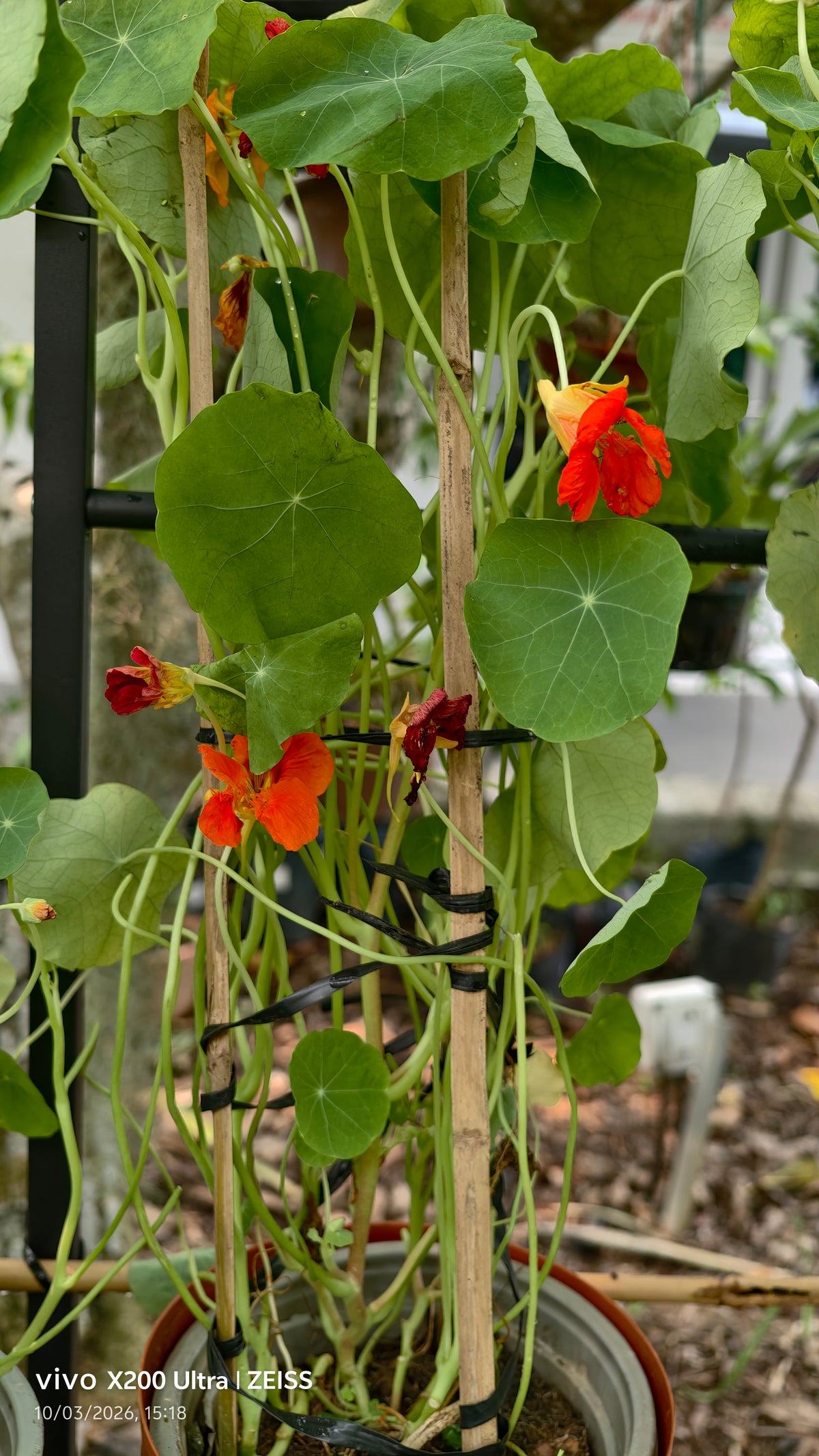 Nasturtium