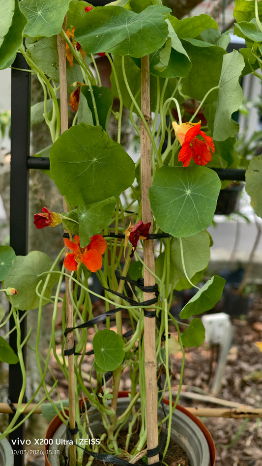 Nasturtium