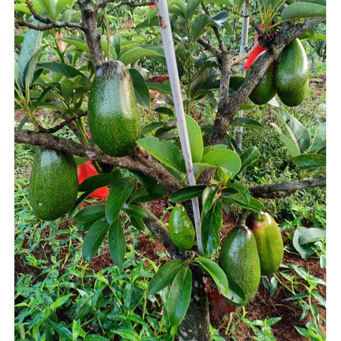 Thanh Son Dwarf Avocado