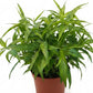 Sabah snake grass