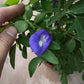 Clitoria ternatea (Blue Pea) 蝴蝶花⾖(22cm H.pot
