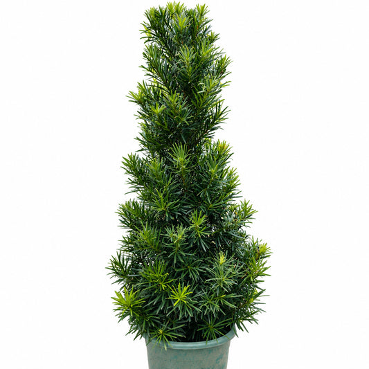 Podocarpus