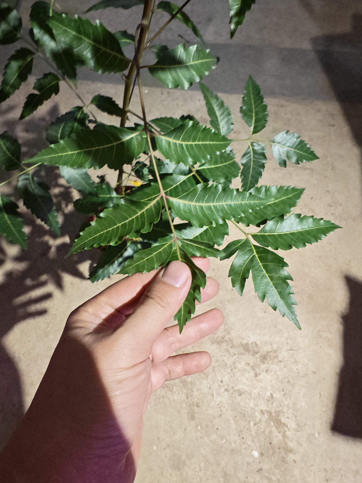 Azadirachta Indica (Neem)