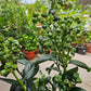 Heat Resistant Four Season Blueberry Jumbo fruit size