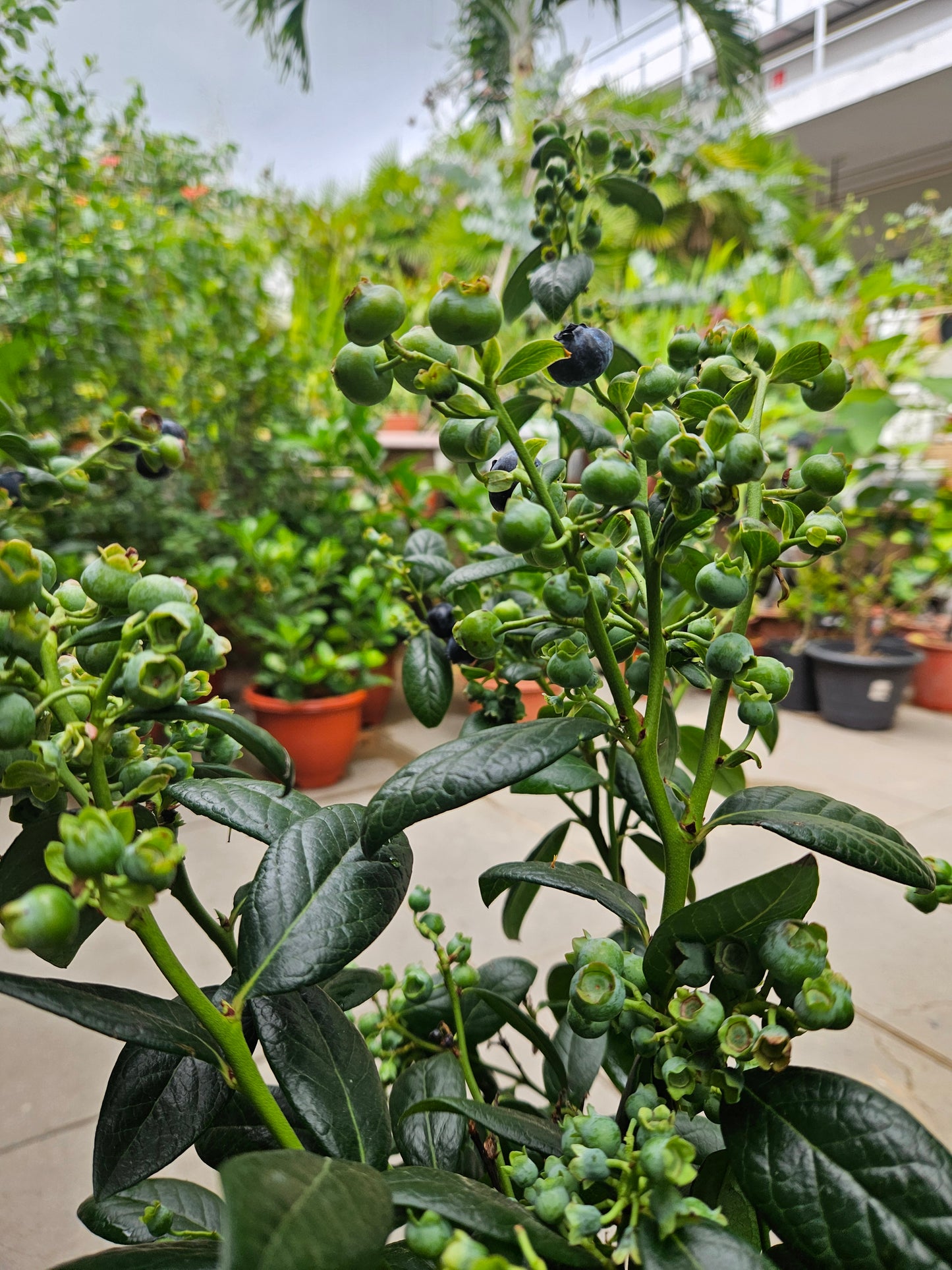 Heat Resistant Four Season Blueberry Jumbo fruit size