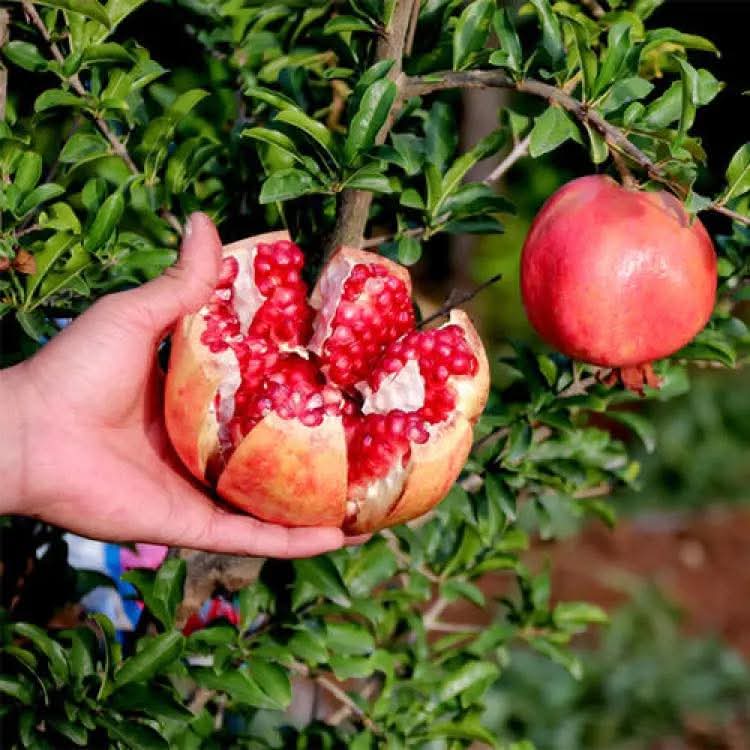 China Pomegranate