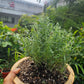 Spanish Lavender