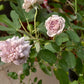 Rainy Blue Rose