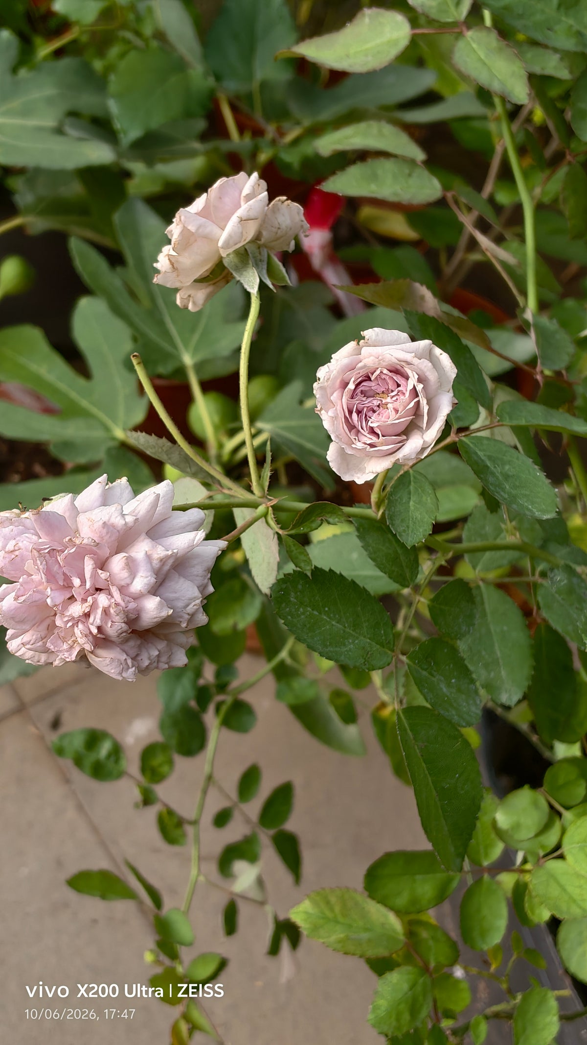 Rainy Blue Rose