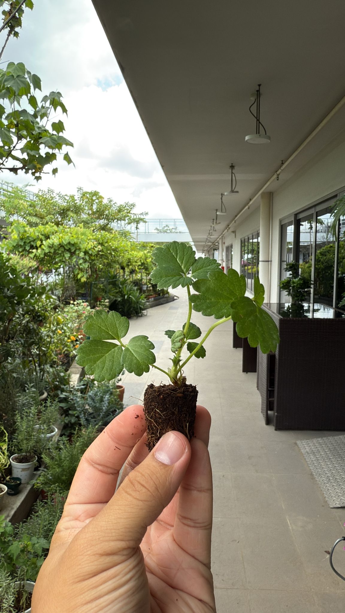 Tissue Cultured Heat Resistant SkyJapan Strawberry Seedling plants