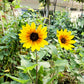 Forever blooming sunflower (Bear Eye)