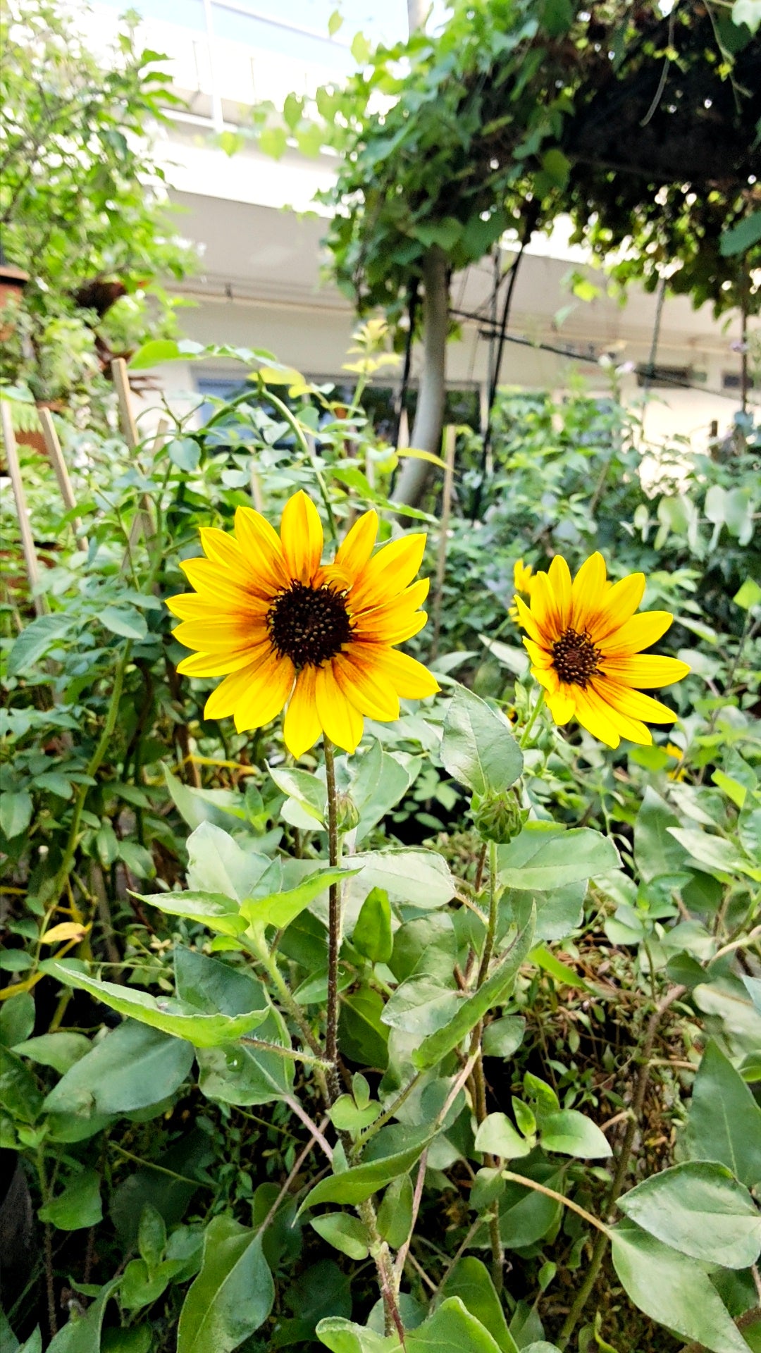 Forever blooming sunflower (Bear Eye)