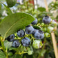 Heat Resistant Four Season Blueberry Jumbo fruit size