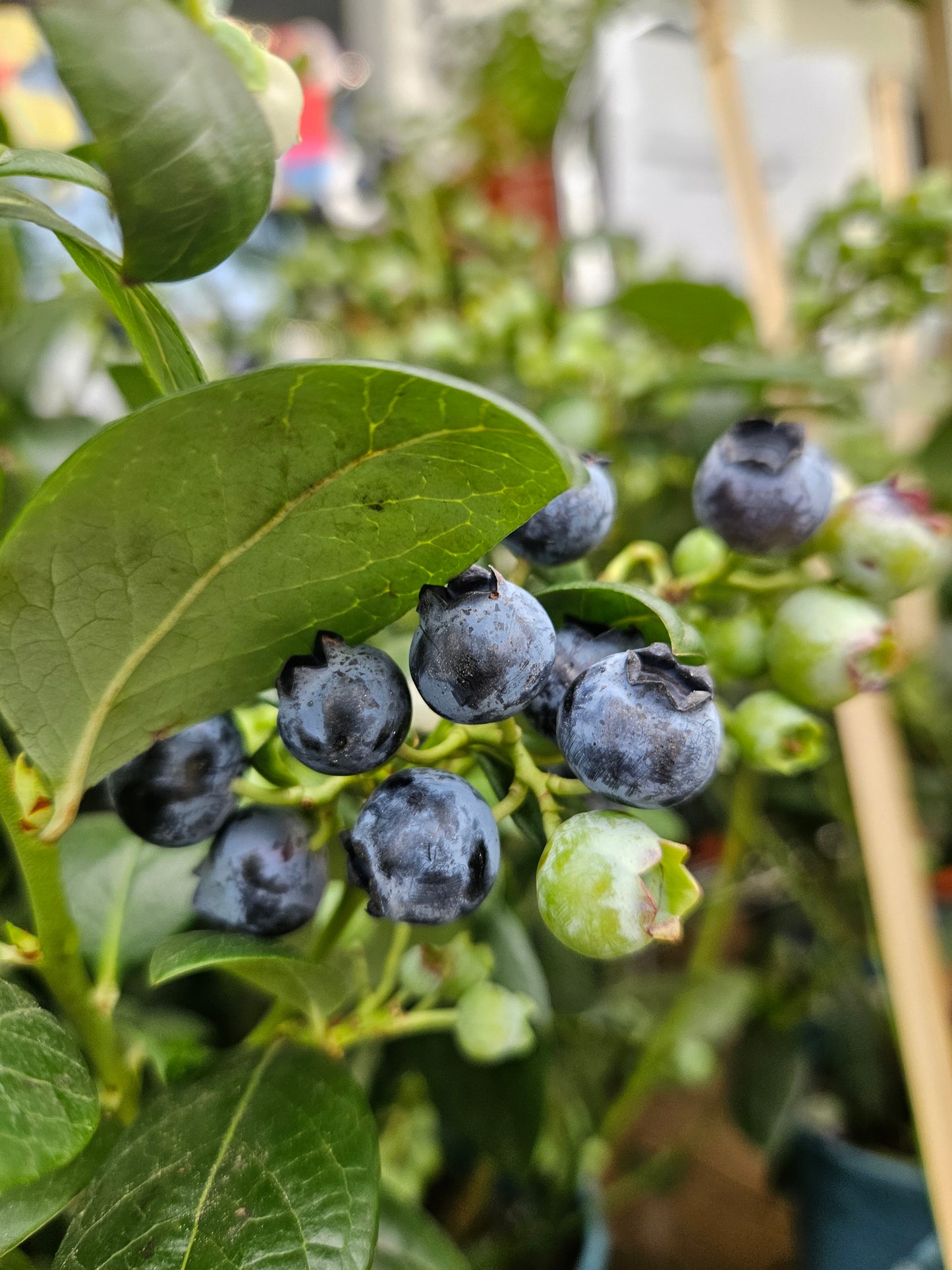 Heat Resistant Four Season Blueberry Jumbo fruit size