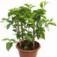 Common passion fruit