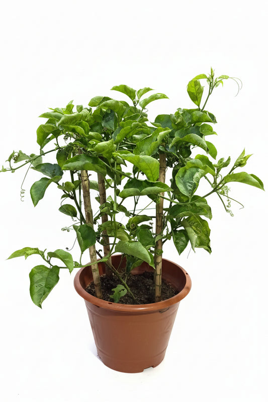 Common passion fruit