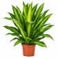 Dracaena Fragrant