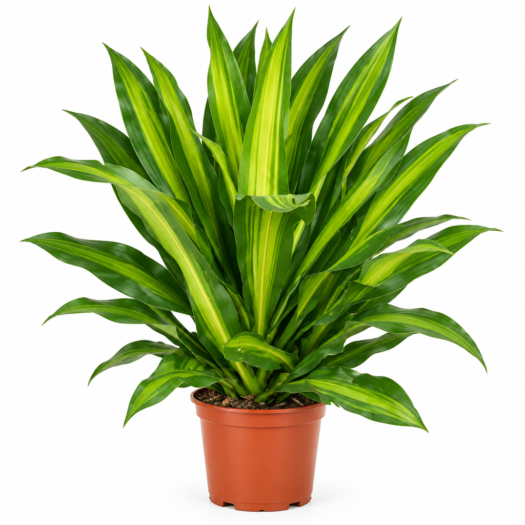 Dracaena Fragrant