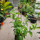Lemon Vine