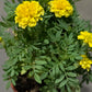 Tagetes erecta 'Marigold' 万寿菊 (9“ x 9" bag)