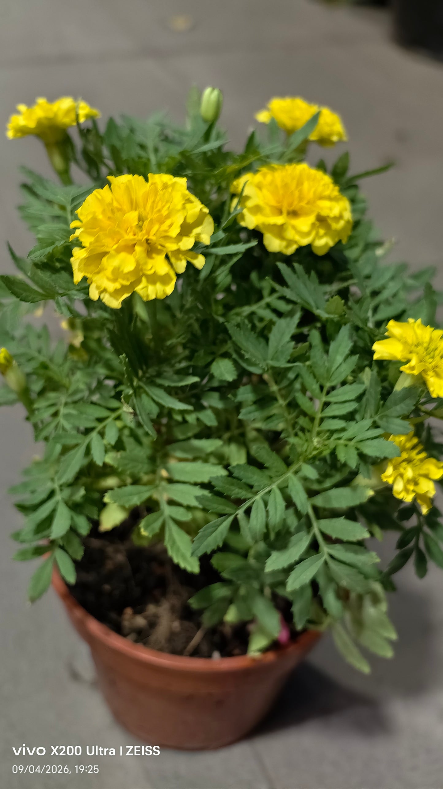 Tagetes erecta 'Marigold' 万寿菊 (9“ x 9" bag)
