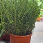 Rosemary Live Plant