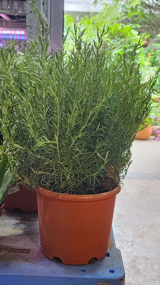 Big Rosemary