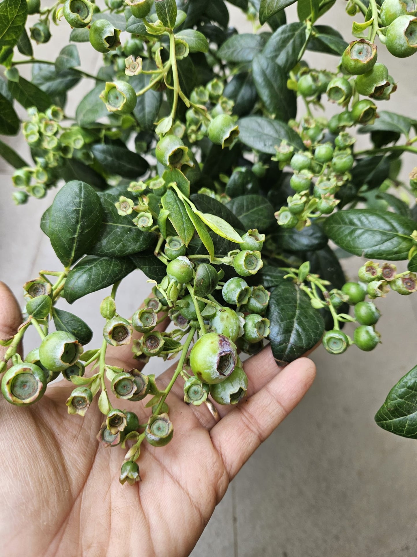 Heat Resistant Four Season Blueberry Jumbo fruit size