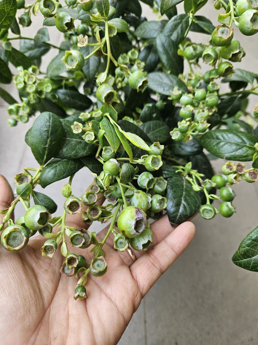 Heat Resistant Four Season Blueberry Jumbo fruit size